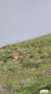 Горные козлы на склонах горы Хуступ, Армения, фото Никола Пашиняна