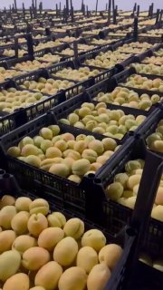Погрузка армянских абрикосов для экспорта в Польшу