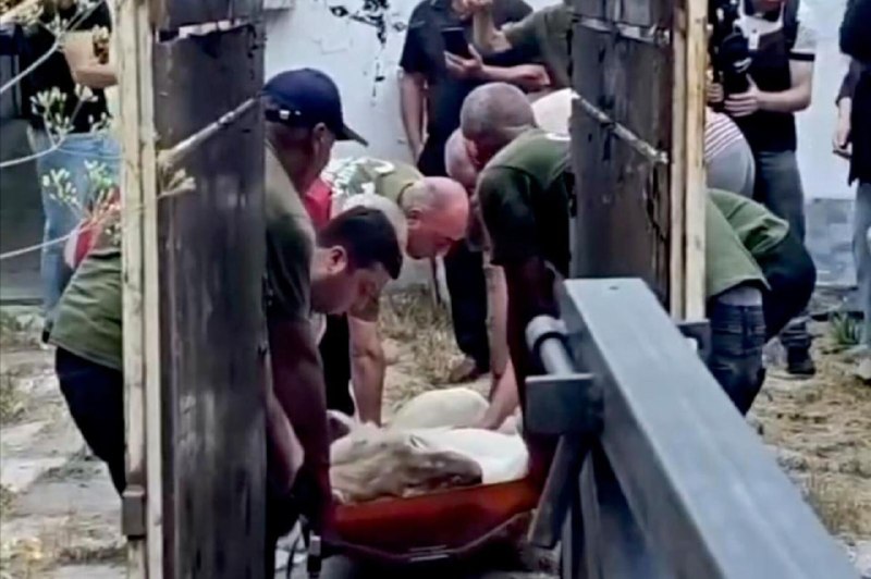 Львица в клетке после перевозки из особняка Гагика Царукяна в Ереванский зоопарк