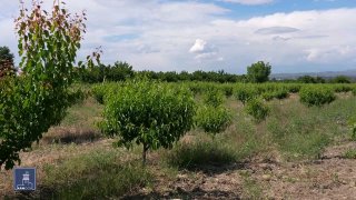 Фермеры Армении получают кредиты под 0% по новой программе Минэкономики